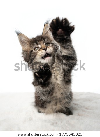 playful black tabby maine coon kitten with open mouth rearing up raising paws on white background