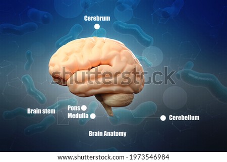 3d illustration Human health brain 
