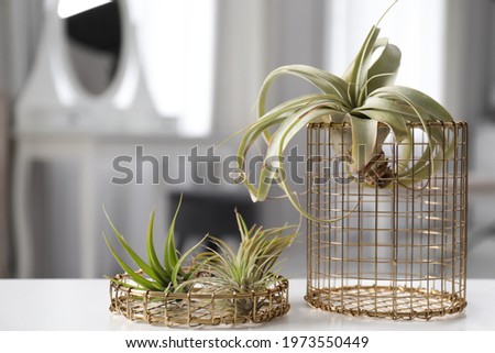 Different tillandsia plants on white table. House decor Royalty-Free Stock Photo #1973550449