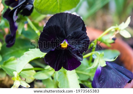 Black beauty or Black Moon Pansy. The garden pansy (Viola) is a type of large-flowered hybrid plant cultivated as a garden flower
