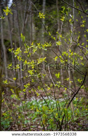 small tree branches in spring on neutral blur background. abstract with fresh green leaves. Spring macro photography
