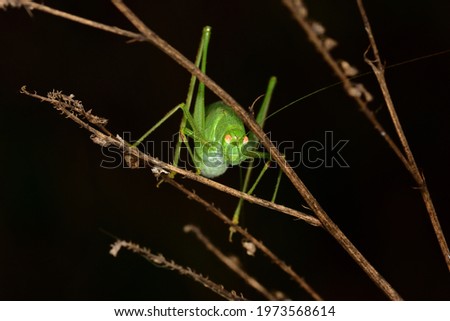 Macro photograph of isolated specimen of Sickle-cell bush-cricket (Phaneroptera falcata) standing on dry branches against natural dark background.