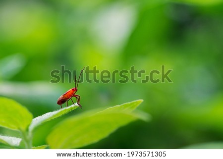 small red cotton bug on green leaf close up insect picture