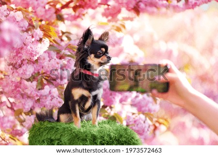 Dog under the blooming sakura getting mobile photosession