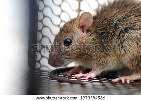 Rat in a cage or rat trap at home or office on white background. Close-up mice or rat caught in a trap. mouse Selective focus only head.rat as carriers of disease leptospirosis and hantavirus Royalty-Free Stock Photo #1973584586