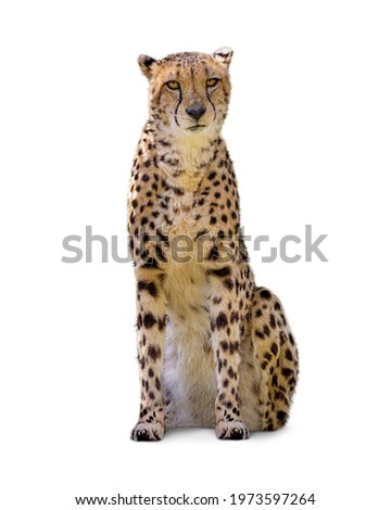 Isolated photo of big cheetah cat sitting tall facing and looking forward.