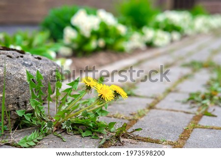 Yellow dandelions have sprouted in the cracks between the cobblestones, along with moss. Nearby lies a large stone and small white flowers grow.