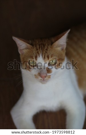 A ginger cat sitting on the floor 