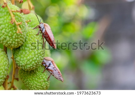 Brown marmorated stink bug (Halyomorpha halys) on green  lychee fruits