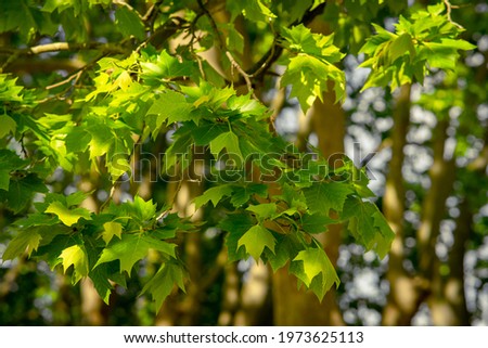 selective focus of platanus hispanica leafs in springtime with blurred background Royalty-Free Stock Photo #1973625113