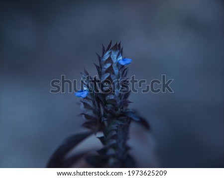 Rungia pectinata is a small herb, species name pectinata means comb-like,for resemblance of the flowerspike.Botanical name: Justicia pectinata  Tiny violet-blue flowers,botany,indian herb, homeopaths Royalty-Free Stock Photo #1973625209