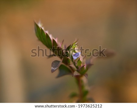 Rungia pectinata is a small herb, species name pectinata means comb-like,for resemblance of the flowerspike.Botanical name: Justicia pectinata  Tiny violet-blue flowers,botany,indian herb, homeopaths Royalty-Free Stock Photo #1973625212