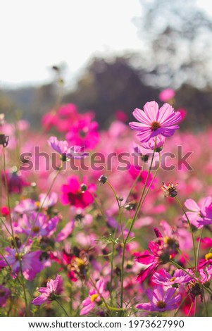 The colorful cosmos flower field is a popular winter flower planted in tourist spots for tourists to take pictures in the vast cosmos field. The background of colorful flower fields in winter