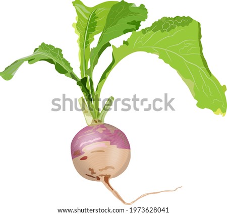 Purple top white globe turnips for banners, flyers. Turnip with tops. Fresh organic and healthy, diet and vegetarian vegetables. Vector illustration isolated on white background. Royalty-Free Stock Photo #1973628041