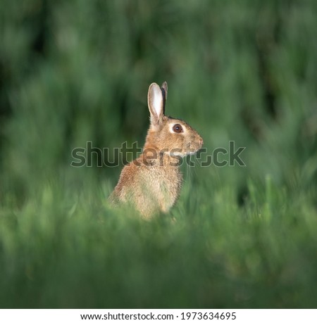 Rabbit, Oryctolagus Cuniculus, Posing rabbit