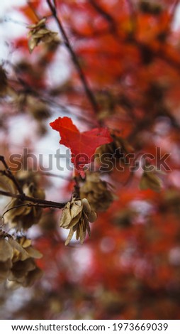 detailed shot of a tree during autumn
