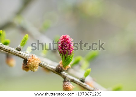 Red blooming cone of european larch tree (Larix decidua) on a branch with fresh green needles at spring