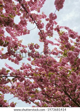 Photo of blossoming sakura branches, can be used as a background.