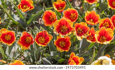 Top view of Orange and Yellow color Tulip flowers