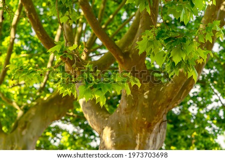 selective focus of platanus hispanica leafs in springtime with blurred background Royalty-Free Stock Photo #1973703698