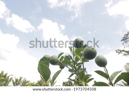 Green lemon in the fields with a blue sky background. Green lemons stock images.