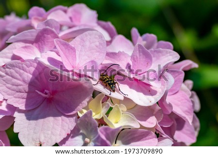 Insect in pink hydrangea flowers