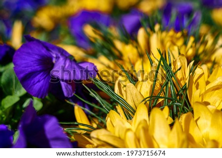 beautiful yellow crocus and purple pansies in blooming. High quality photo Royalty-Free Stock Photo #1973715674