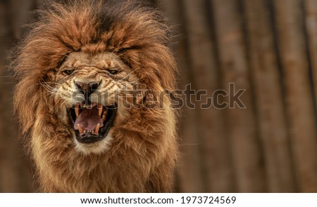 Close-up shot of roaring lion Royalty-Free Stock Photo #1973724569