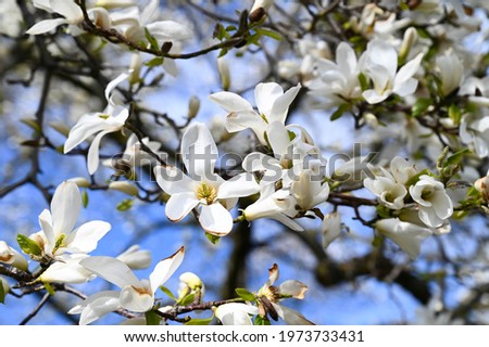 Close-up of a white magnolia flower blossom in spring.