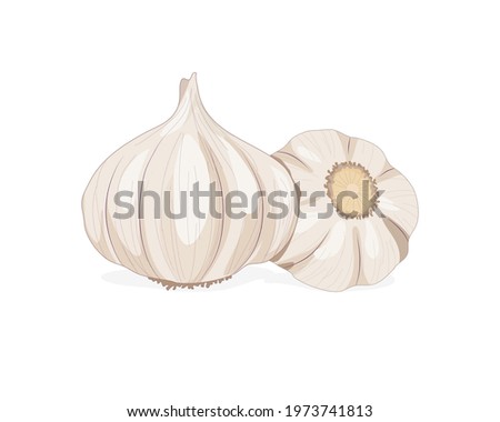 Isolated garlic whole object on white background. Food ingredient realistic drawing vector illustration. Close up vector garlic. Royalty-Free Stock Photo #1973741813