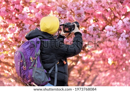 Back view of a photographer making pictures of a cherry blossom