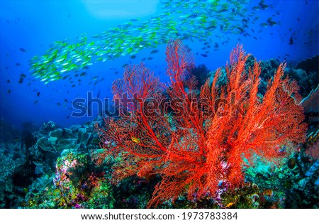 Underwater coral reef fish shoal panorama