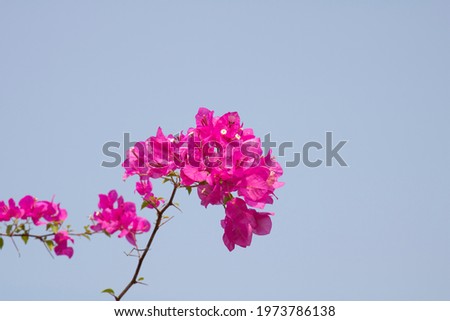 Pink Bougainvillea flower with blue sky in the garden.