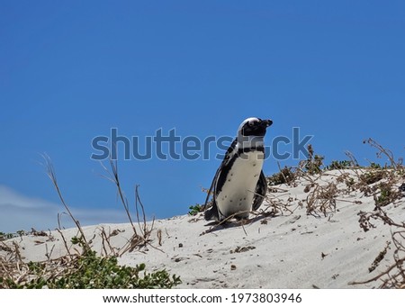 African penguin against the blue sky. A black and white seabird on a sandy hill with sparse vegetation. Summer sunny day. Cape Town. Boulders Beach. South Africa                               