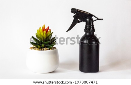 Photo of a spray bottle on a white background next to a cactus. Ornamental plants care. Watering indoor flowers.