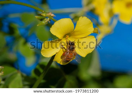 Close-up of the honey bee (Apis mellifera) pollinating Bermuda buttercup (Oxalis pes-caprae) flower, blue background, copy space, Bay area, California