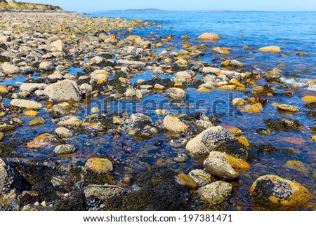 Rocks with clams and seaweed