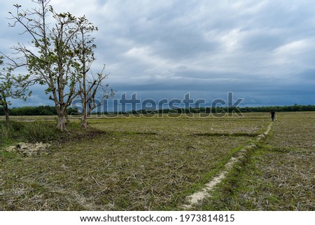 Summer landscape photography, cloudy weather, paddy fields 