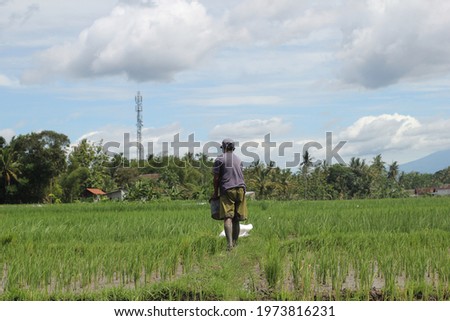 look at the farmer who gives fertilizer in his rice field. It was near noon and the sun was quite hot and took a picture of the farmer who was just applying fertilizer