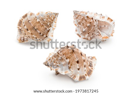collection of pictures of seashells in different positions on white background