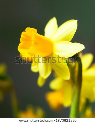 Yellow Narcissus (daffodil) flowers blooming in early spring. 