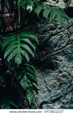 tropical jungle foliage, dark green leaf nature background
