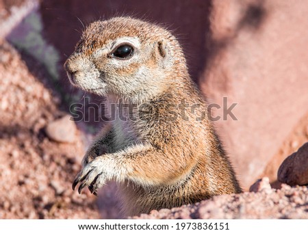 Namibia Ground Squirrel Close Up 