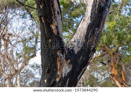 A close up of a burnt tree on Kangaroo island South Australia on may 7th 2021