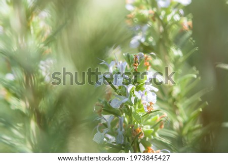 Rosemary flowers close-up. Delicate purple flowers in soft focus in bright sunlight. Spring natural background. Decorative garden, decoration, seasoning, alternative medicine in the garden. Copy space