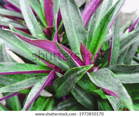 Close up picture of Cordyline plants in rainy season