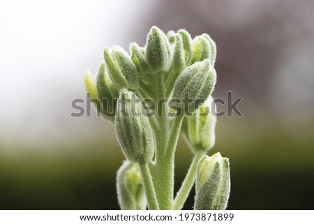 The unopened flower buds of a white hoary stock in a suburban garden