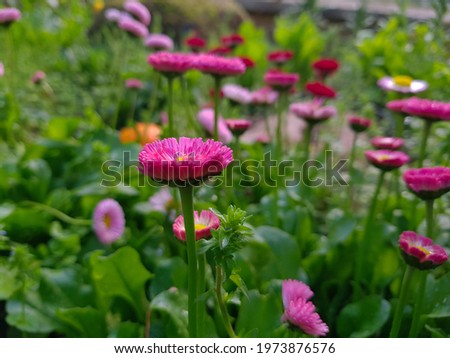 Pink flowers of bellis perennis flowers in full bloom in spring