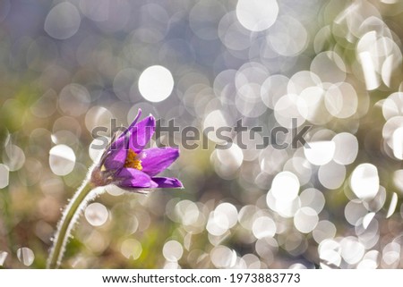 A purple flower with villi and yellow stamens set against a glittering round background. The first flower of spring a dream of grass on a shiny reflective sunny background close-up with copy space.