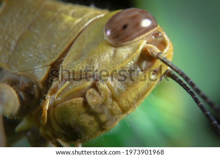 Macro shot close-up a grasshopper head picture